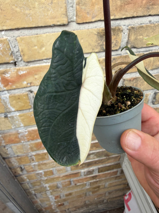 Alocasia Scalprum albo
