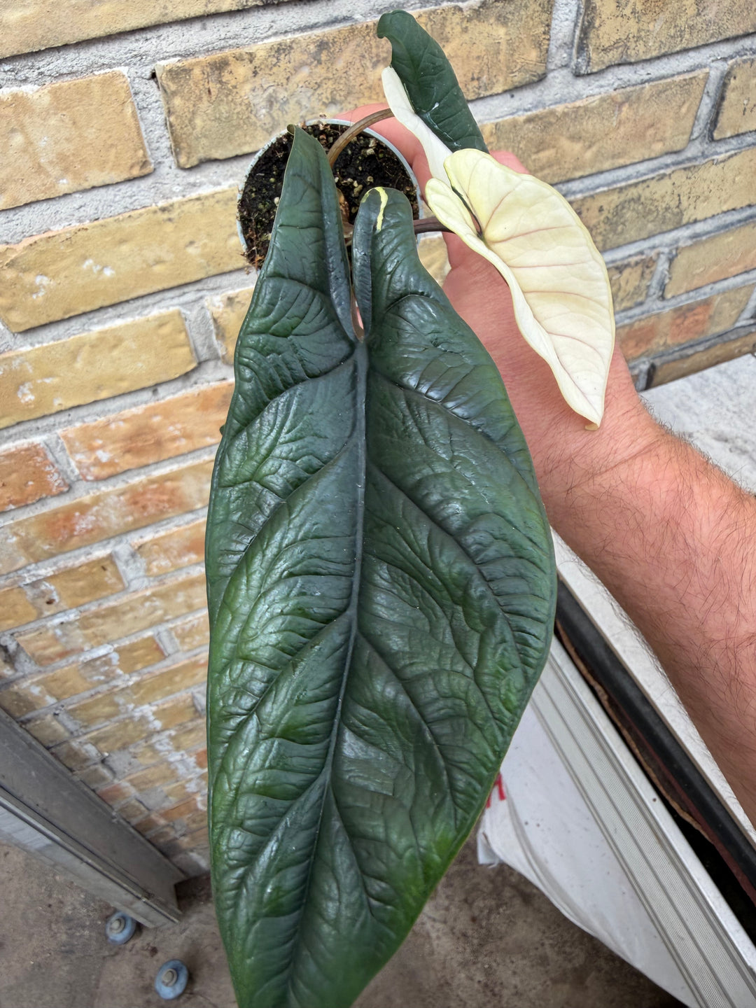 Alocasia Scalprum albo