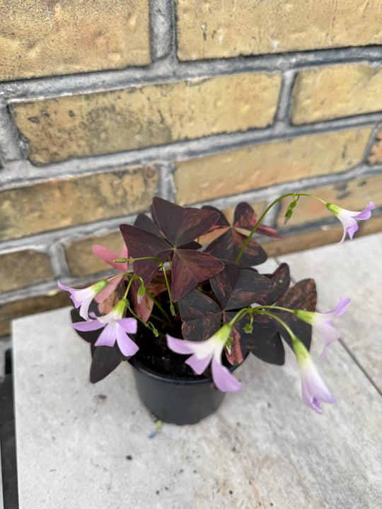 Oxalis triangularis pink Varigata