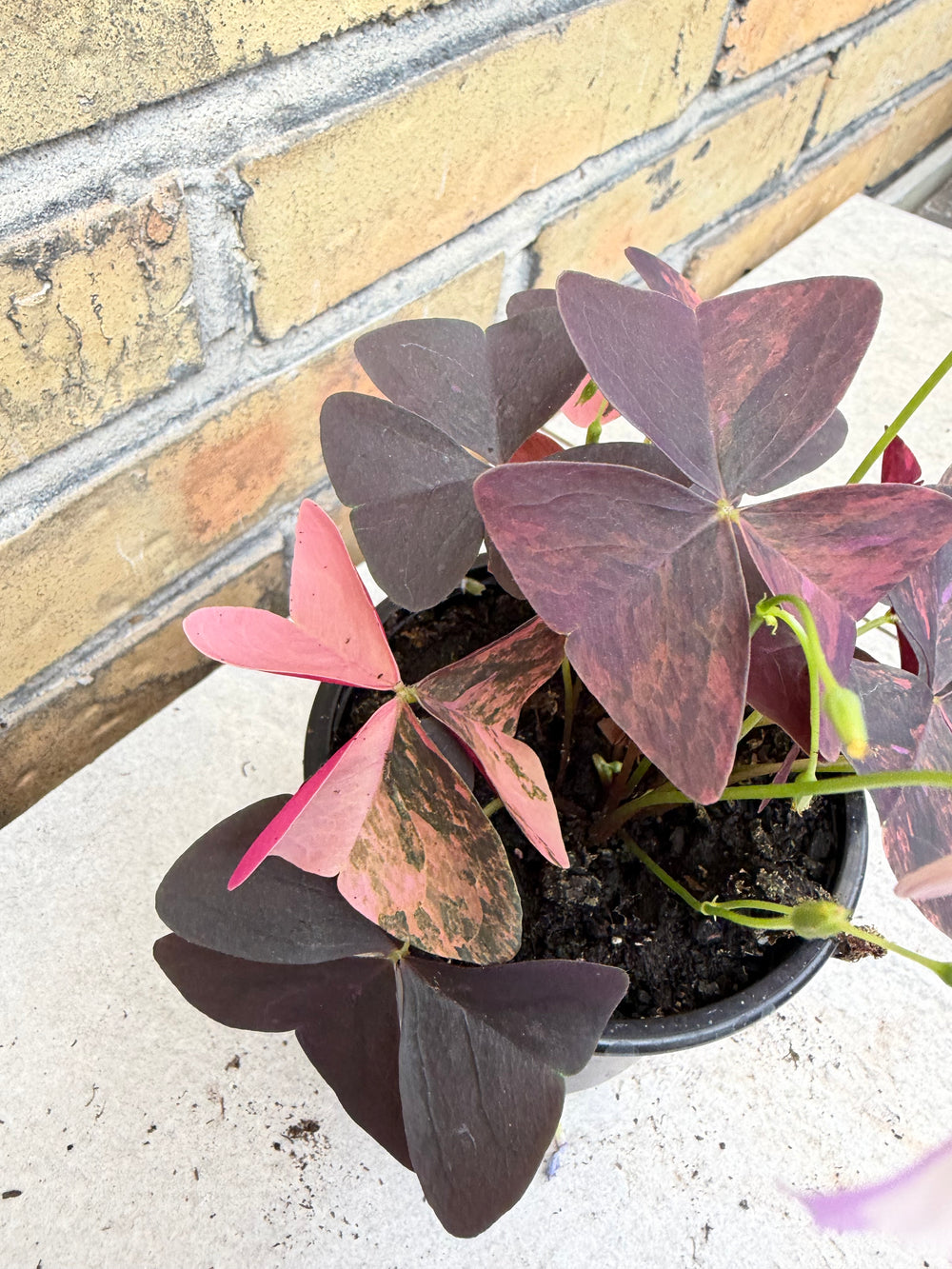 Oxalis triangularis pink Varigata