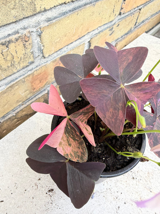 Oxalis triangularis pink Varigata