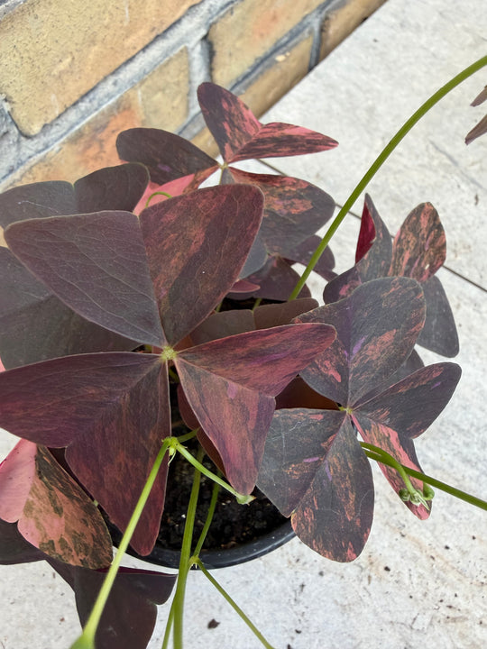 Oxalis triangularis pink Varigata