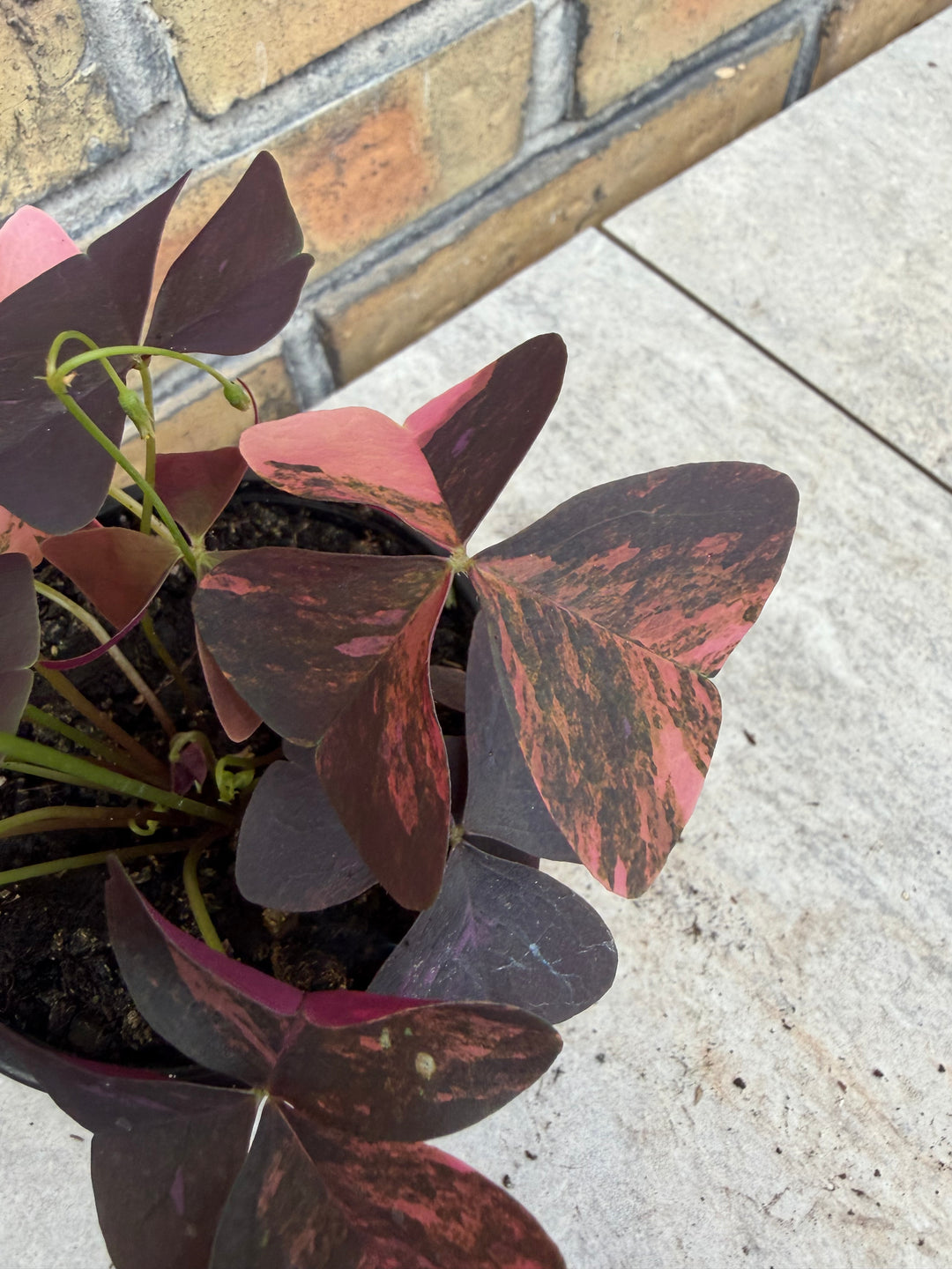 Oxalis triangularis pink Varigata