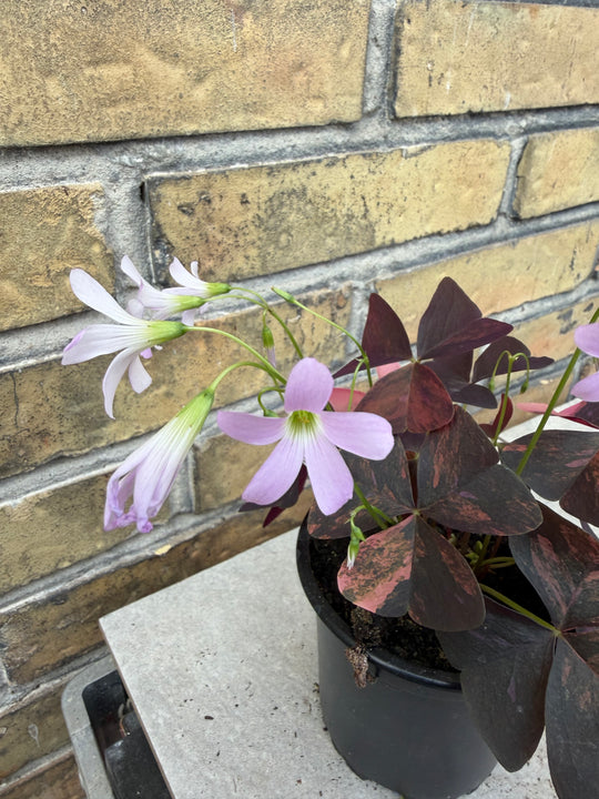 Oxalis triangularis pink Varigata
