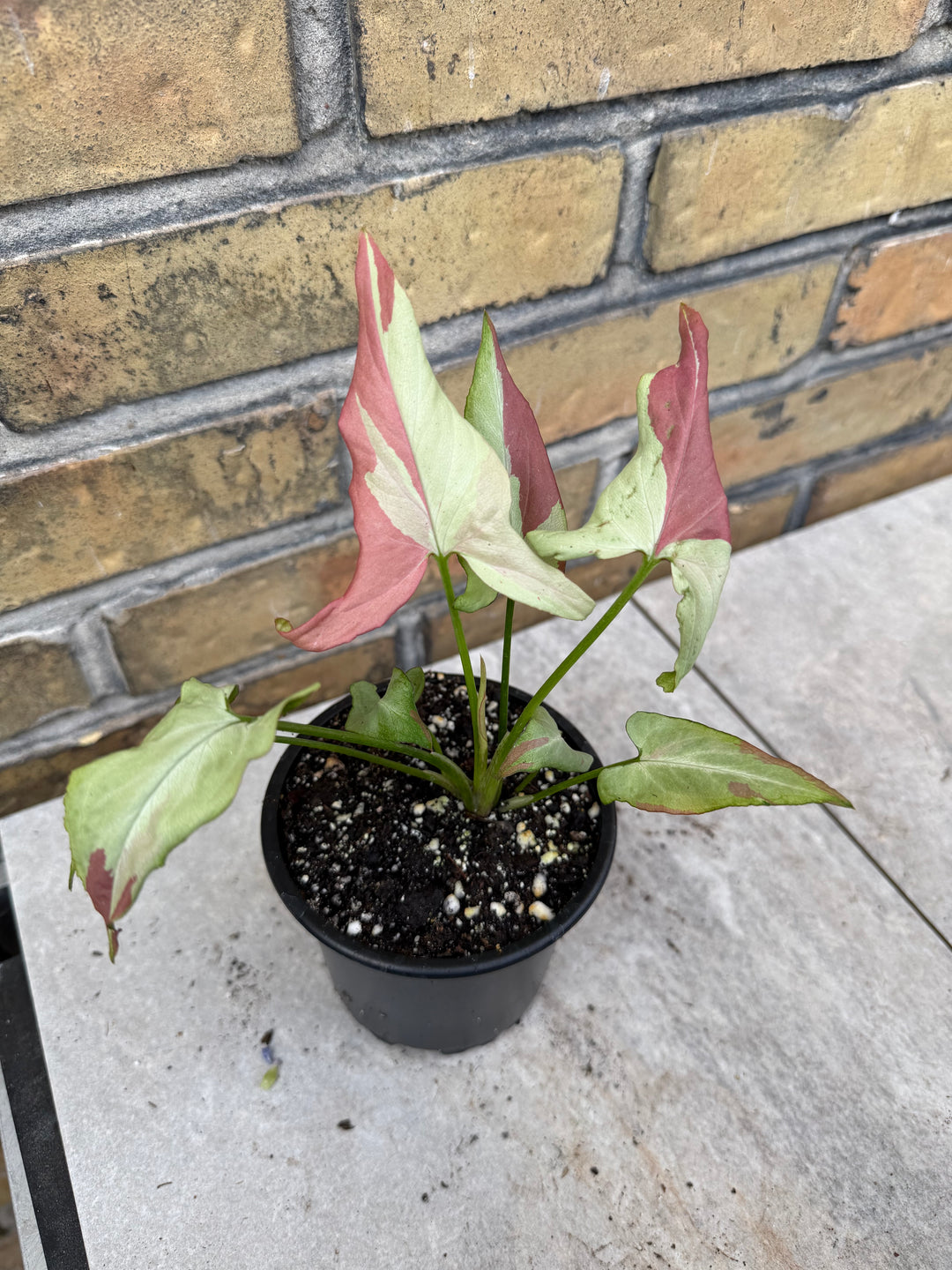 Syngonium orm nagpum