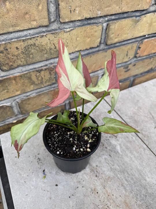 Syngonium orm nagpum