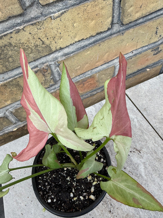 Syngonium orm nagpum