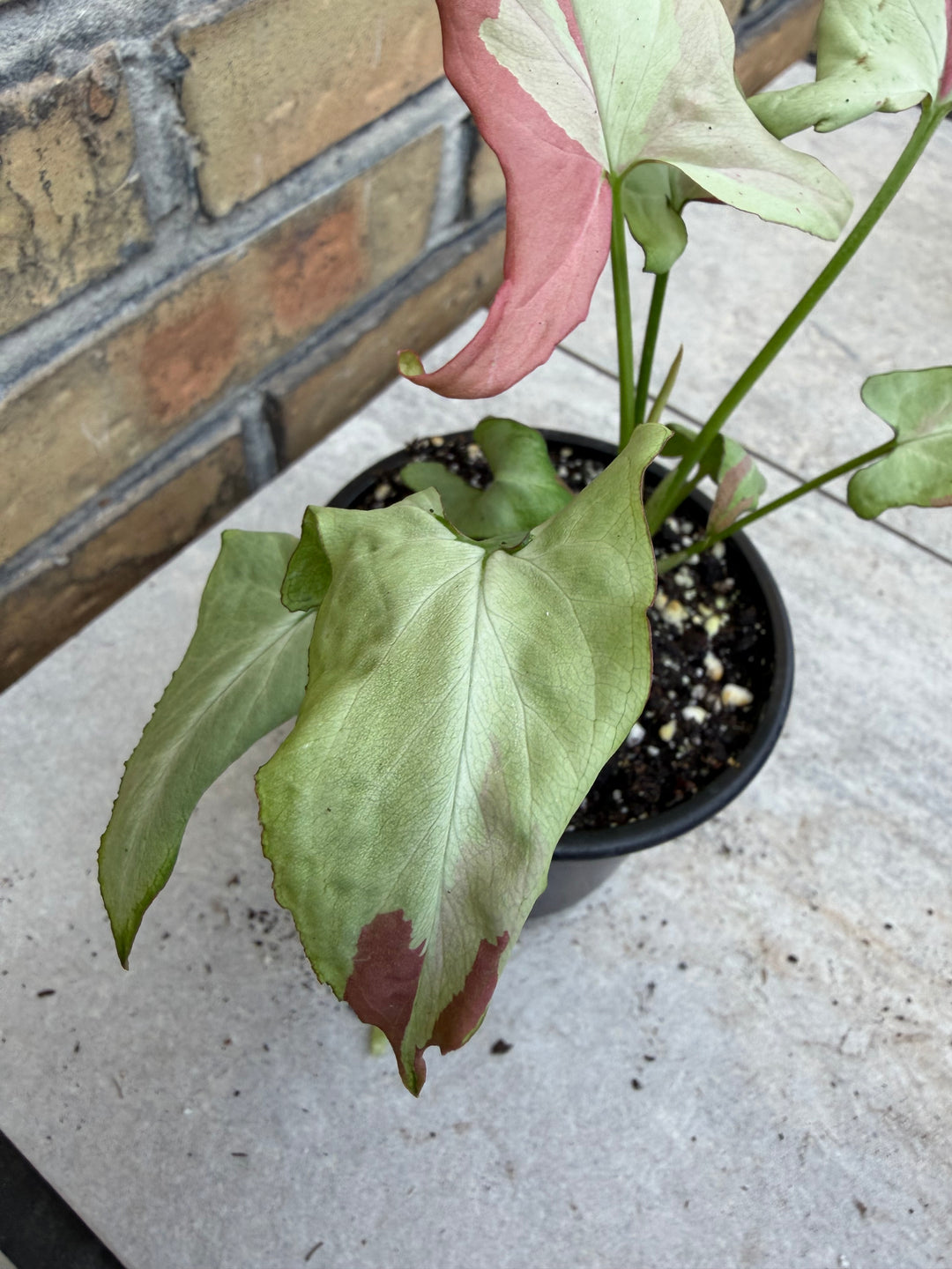 Syngonium orm nagpum