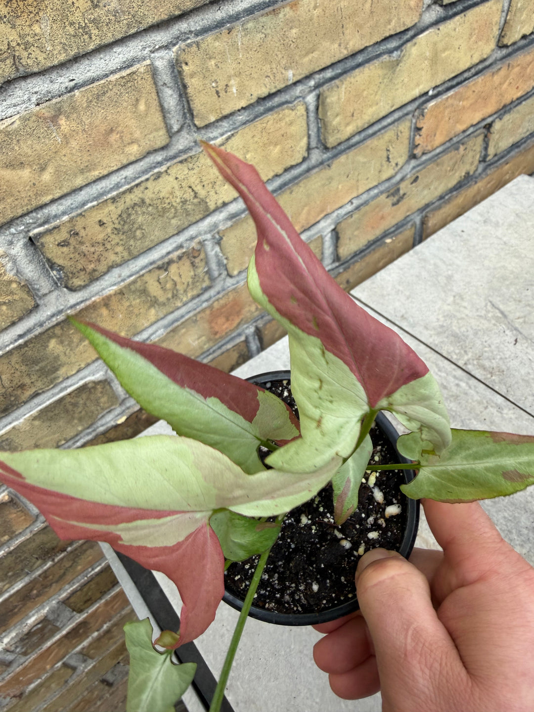 Syngonium orm nagpum