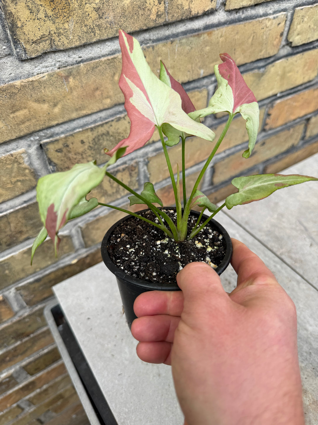 Syngonium orm nagpum