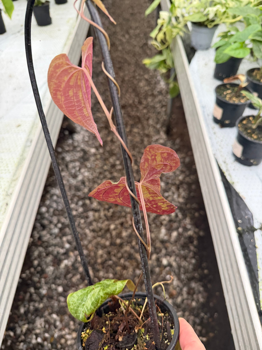 Dioscorea discolor