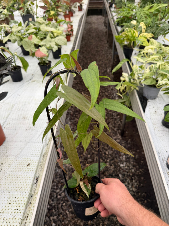 Dioscorea pixel