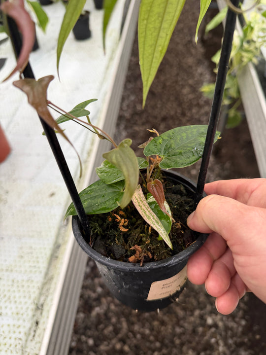 Dioscorea pixel