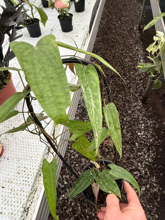 Dioscorea pixel