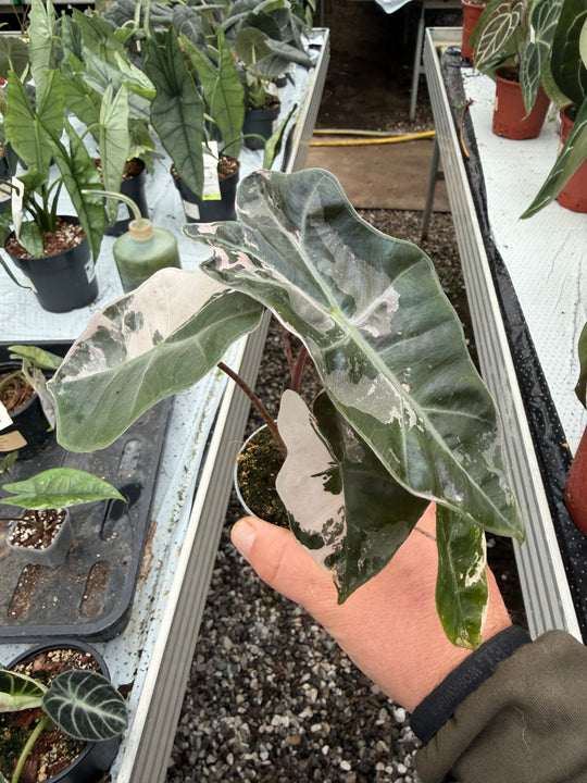 Alocasia pseudo sandriana pink
