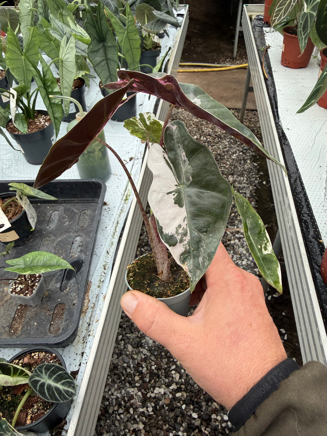 Alocasia pseudo sandriana pink