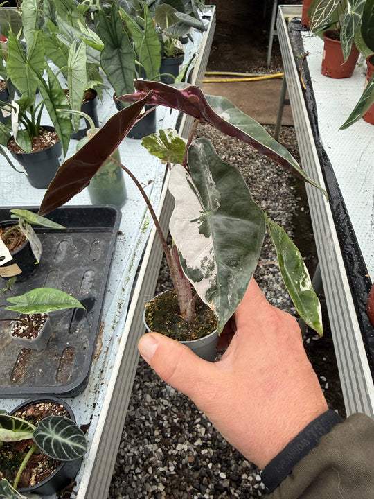 Alocasia pseudo sandriana pink