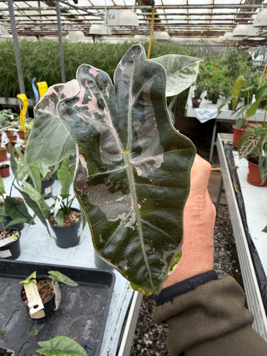 Alocasia pseudo sandriana pink