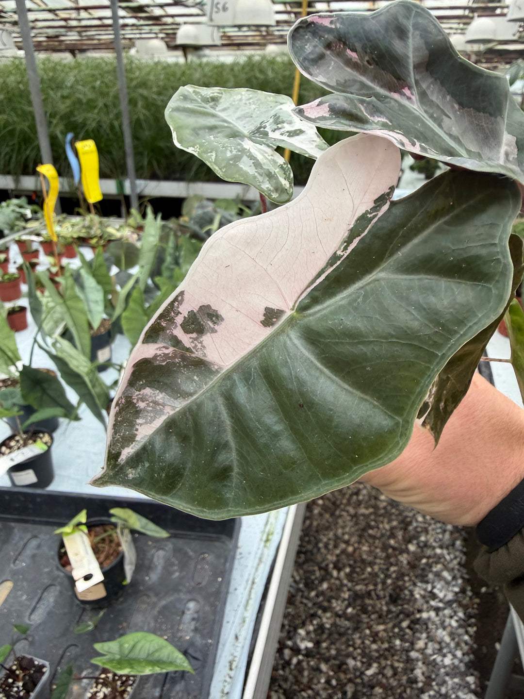 Alocasia pseudo sandriana pink