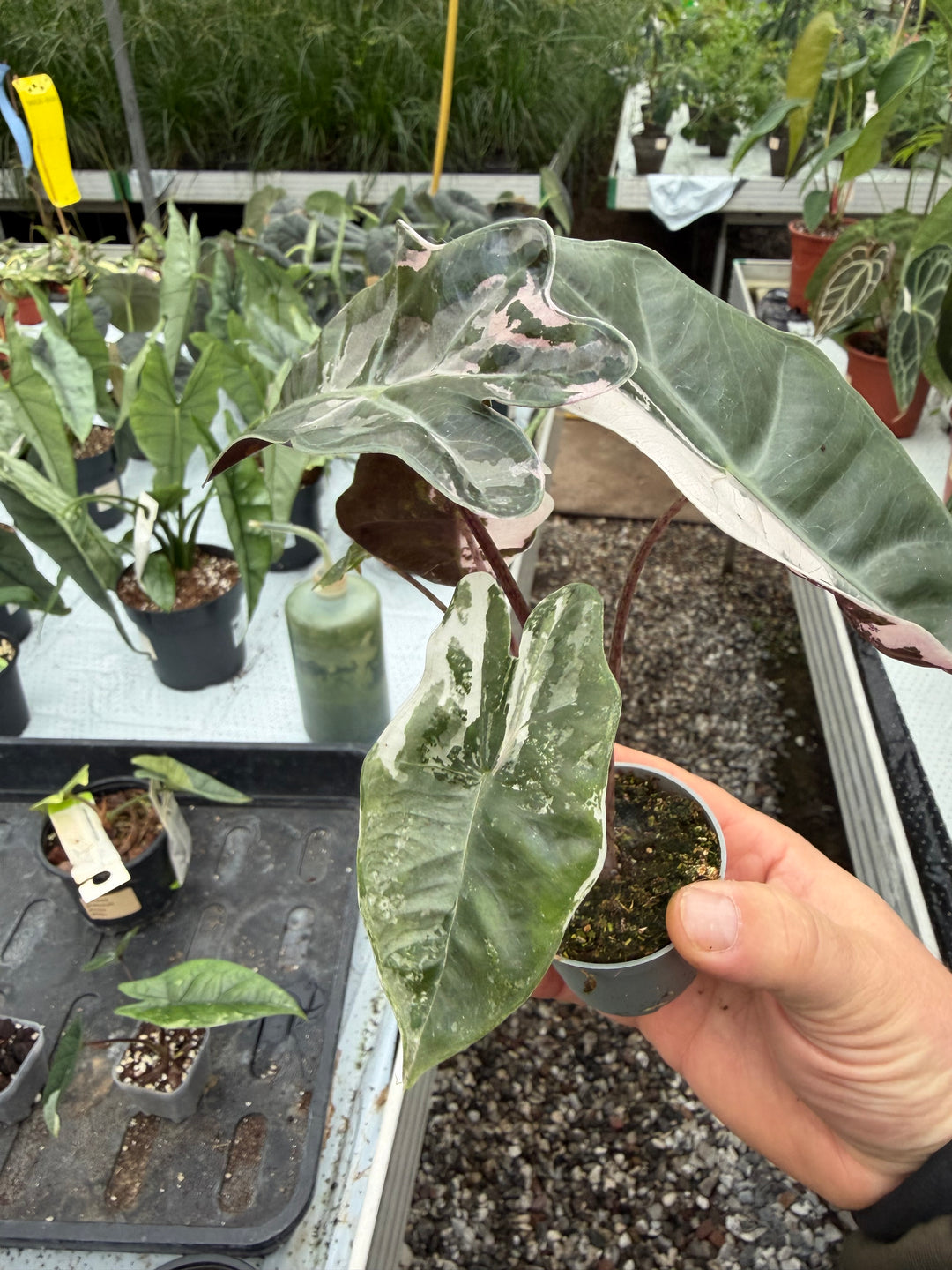 Alocasia pseudo sandriana pink