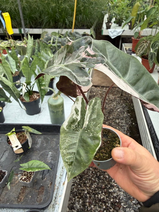 Alocasia pseudo sandriana pink