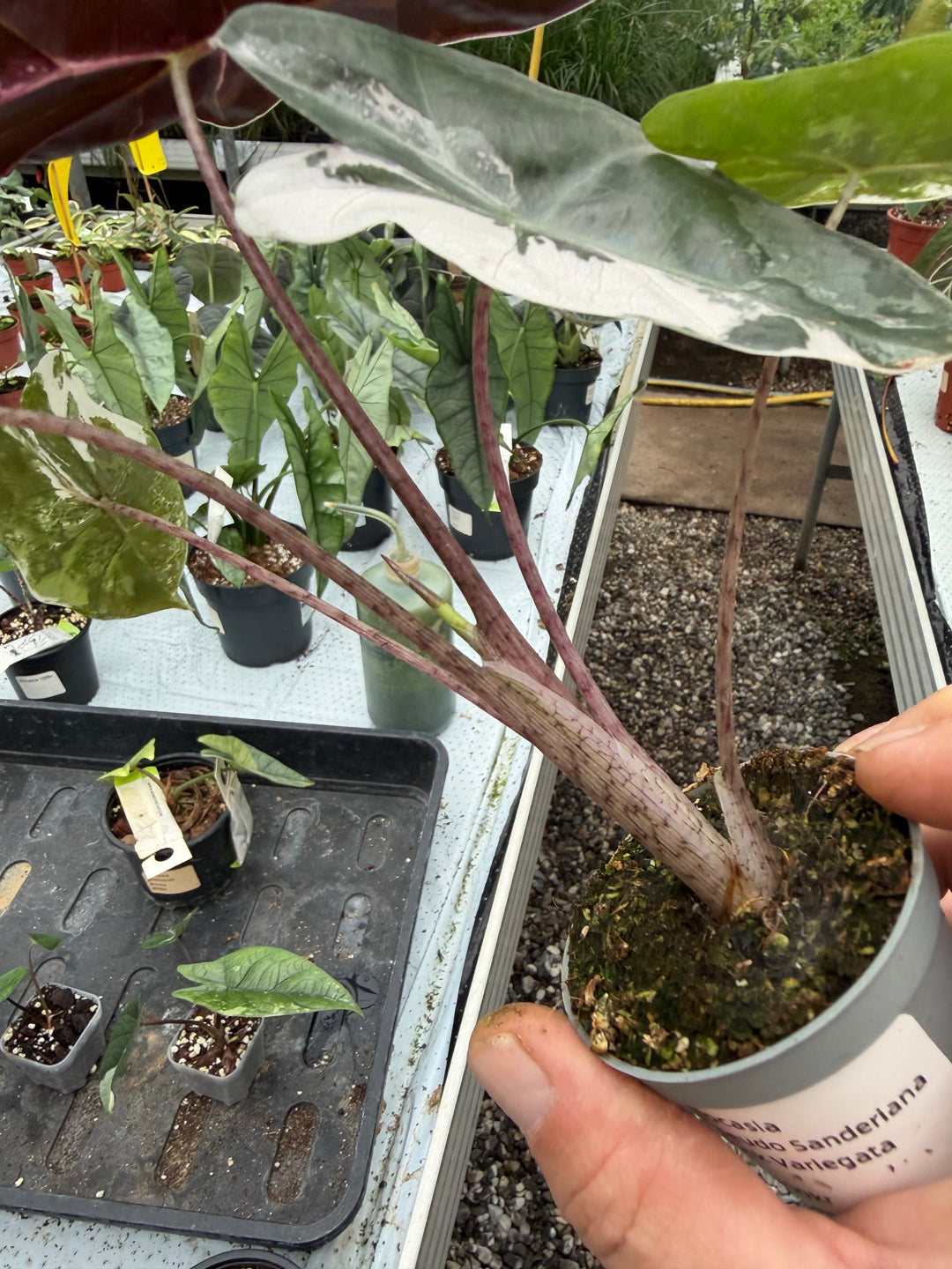 Alocasia pseudo sandriana pink