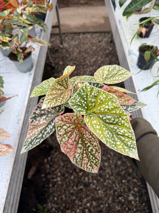 Begonia Snowcap Variegata
