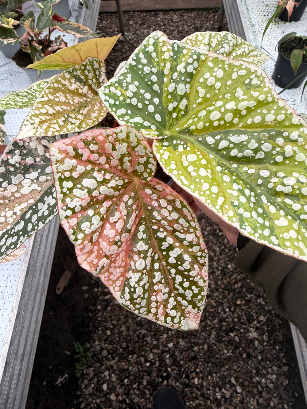 Begonia Snowcap Variegata