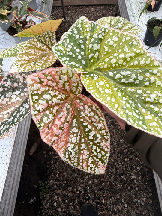 Begonia Snowcap Variegata