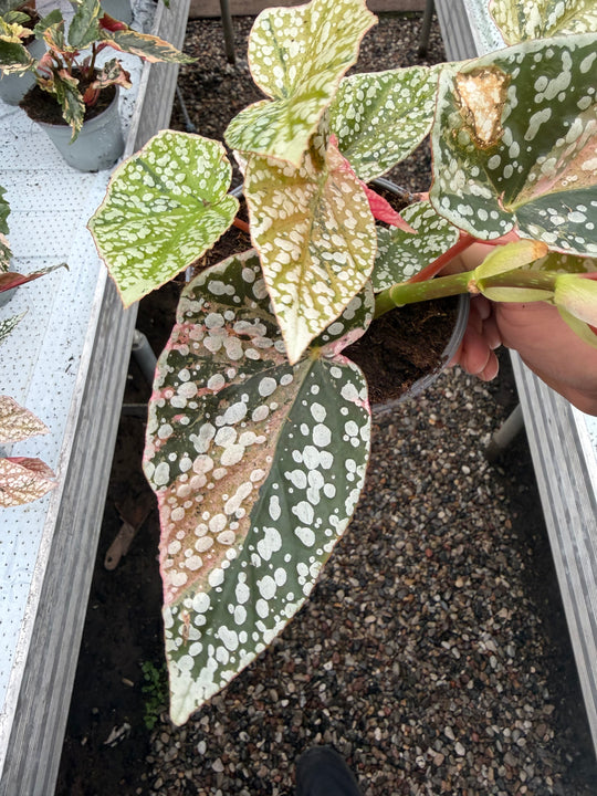 Begonia Snowcap Variegata