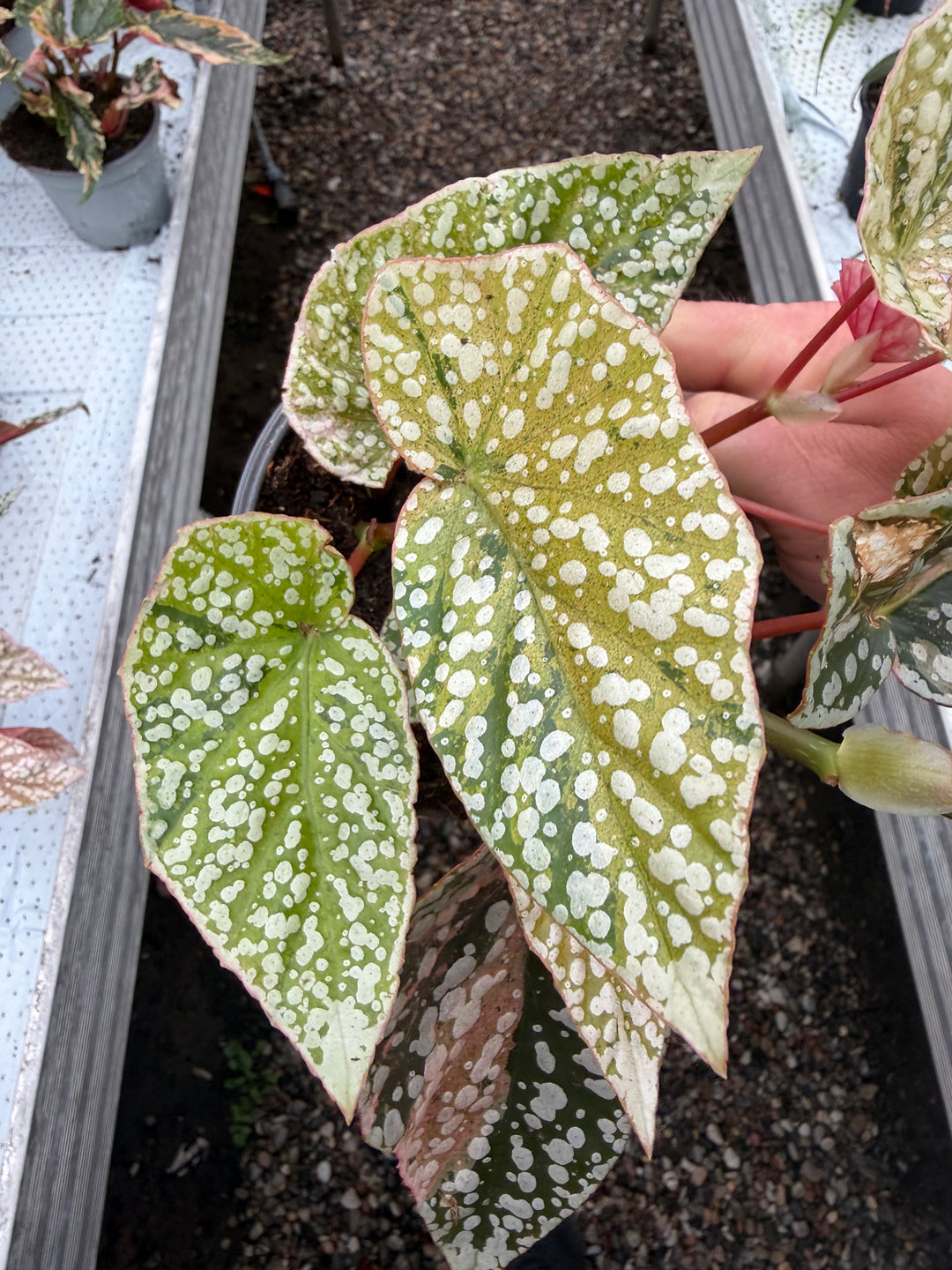 Begonia Snowcap Variegata