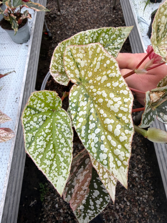 Begonia Snowcap Variegata