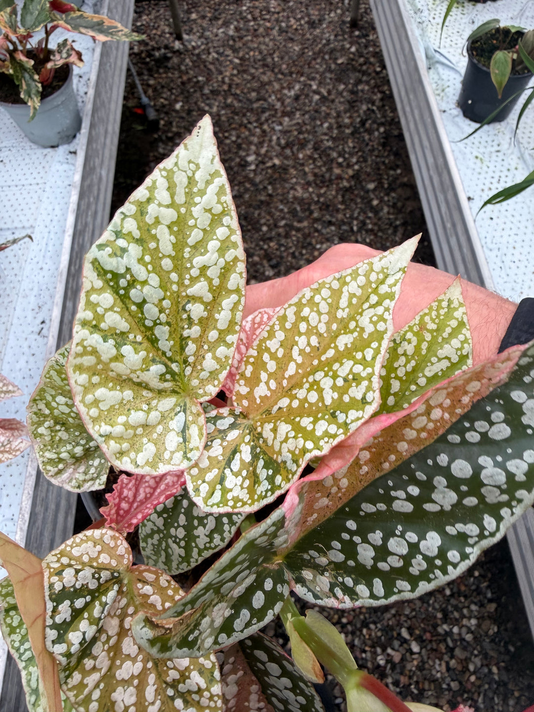 Begonia Snowcap Variegata