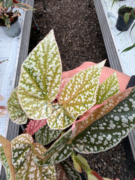 Begonia Snowcap Variegata