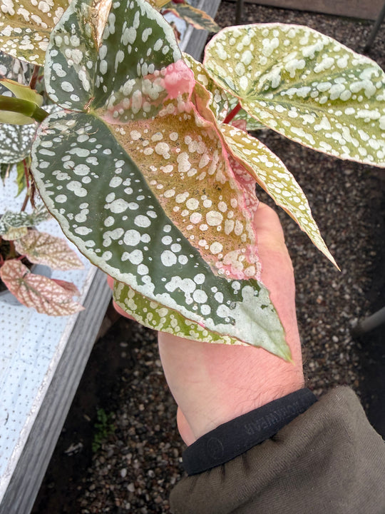Begonia Snowcap Variegata