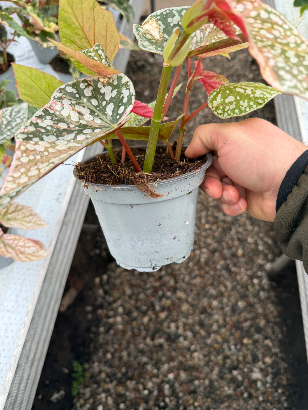Begonia Snowcap Variegata