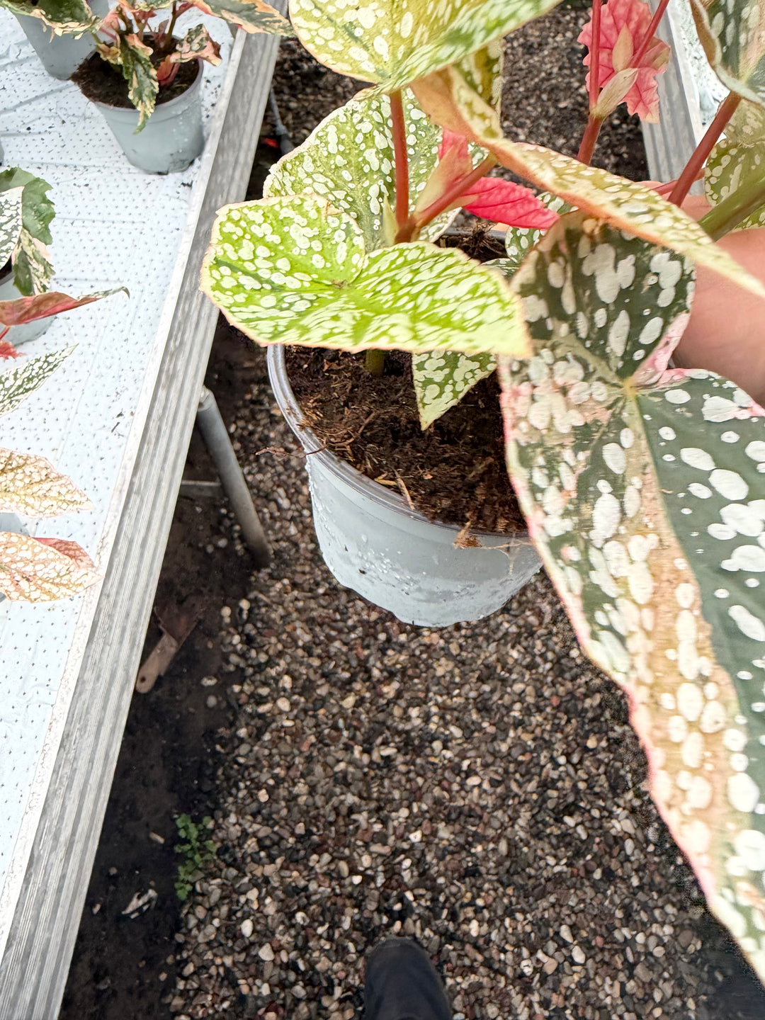 Begonia Snowcap Variegata