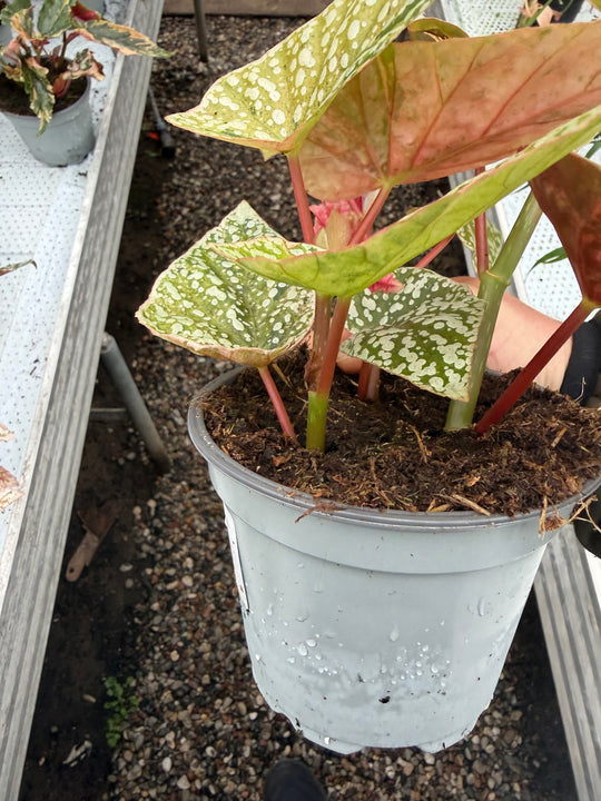 Begonia Snowcap Variegata