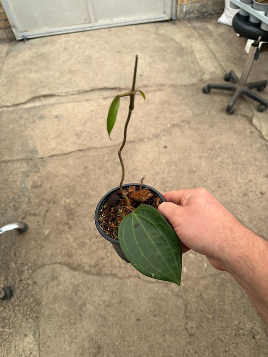 Hoya latifolia big leaf