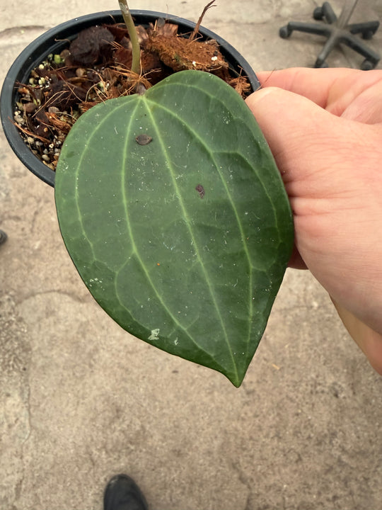 Hoya latifolia big leaf