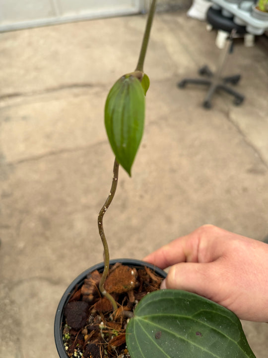 Hoya latifolia big leaf