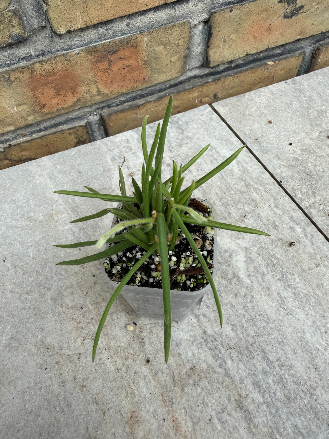 Hoya linearis