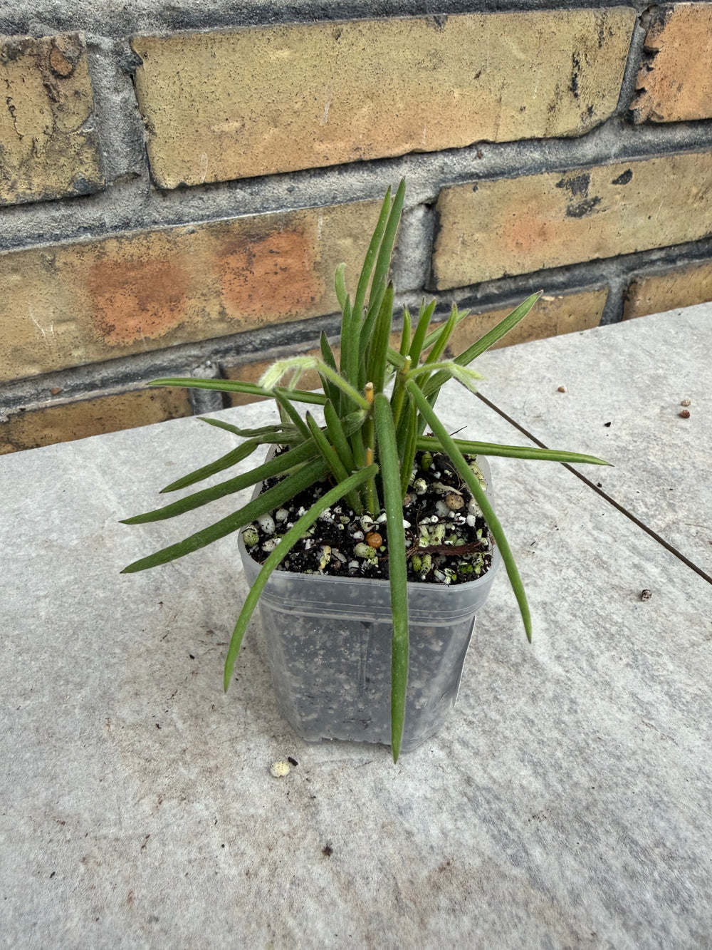 Hoya linearis