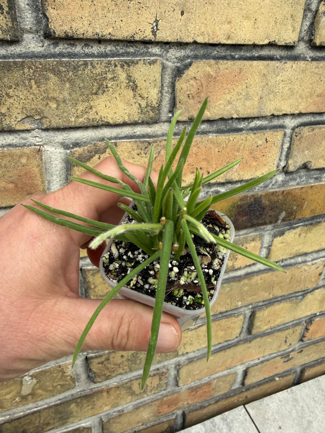 Hoya linearis