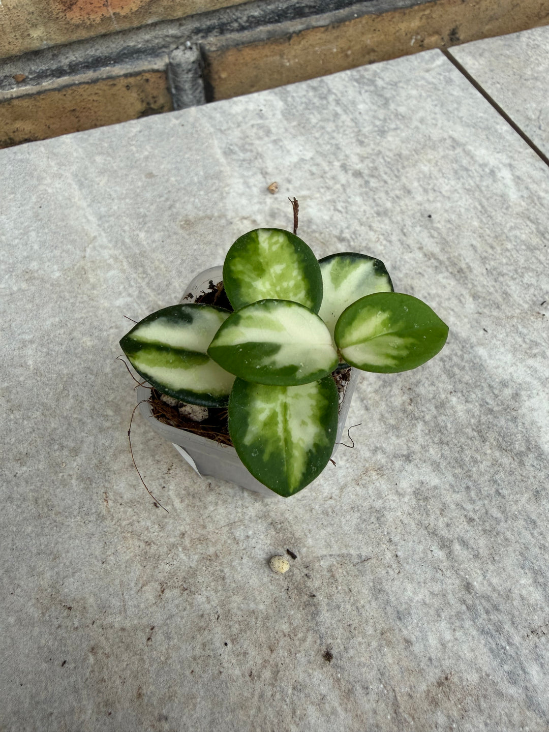 Hoya Mathilde Varigata