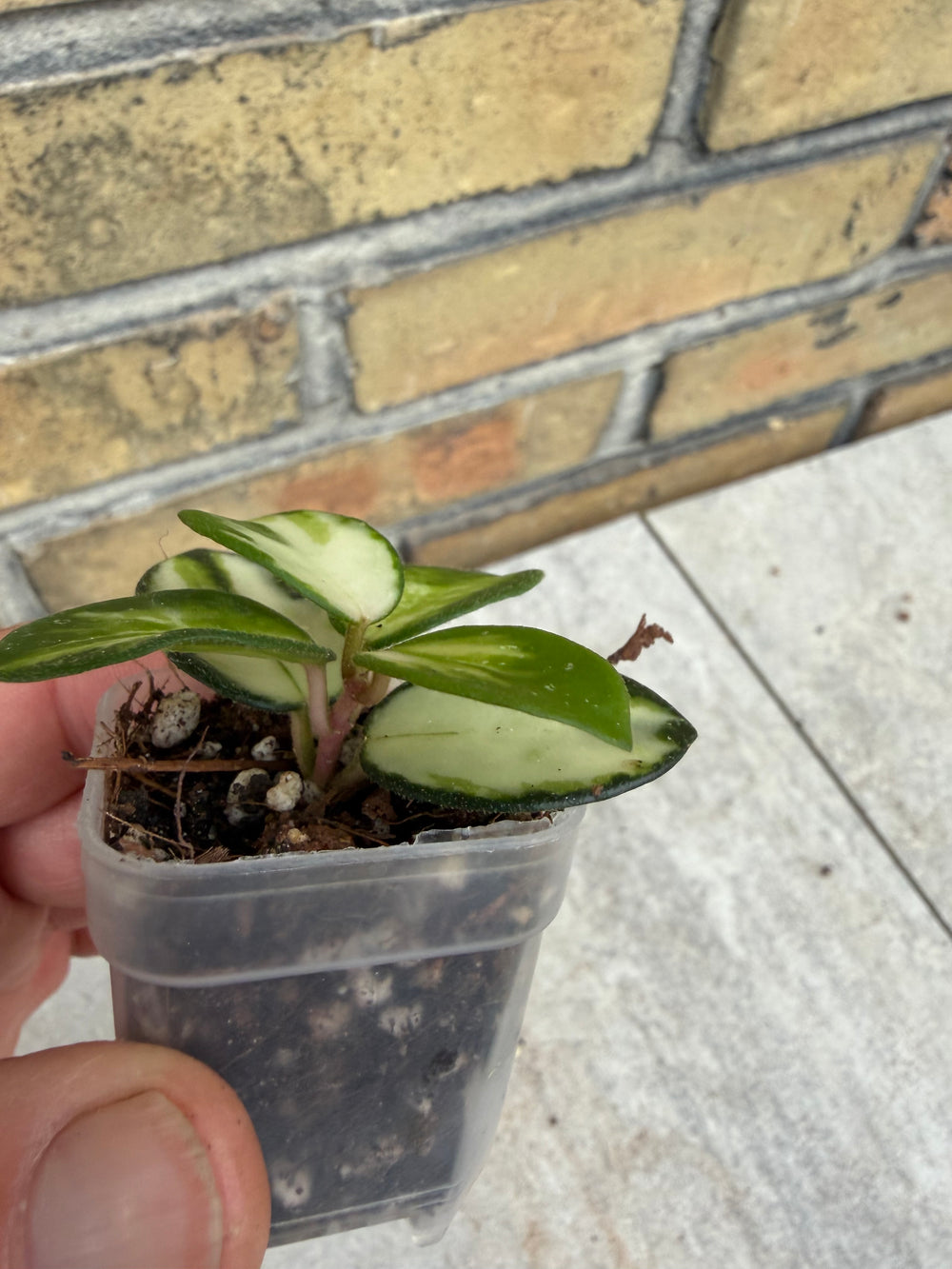 Hoya Mathilde Varigata