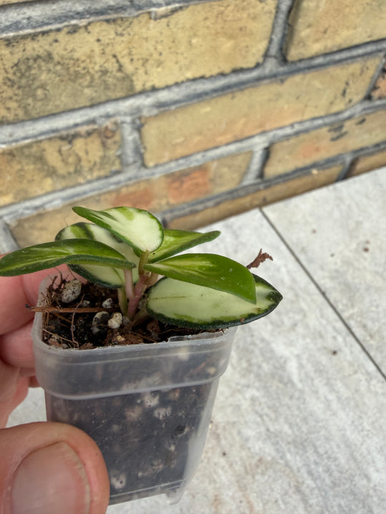 Hoya Mathilde Varigata