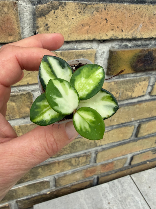Hoya Mathilde Varigata