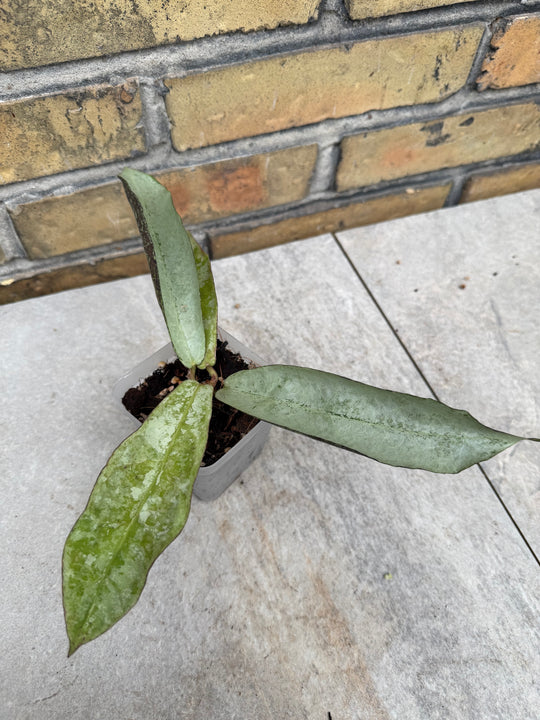 Hoya mitrata sp. Buntok silver