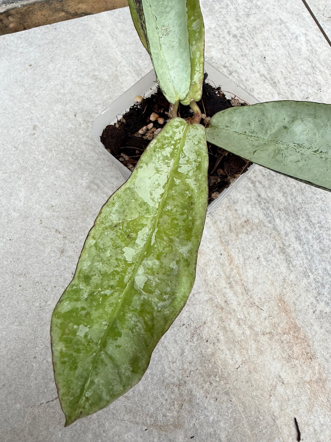 Hoya mitrata sp. Buntok silver